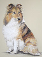Pet portrait of a Sheltie dog