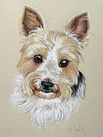 Terrier pet portrait