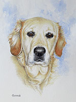Labrador pet portrait