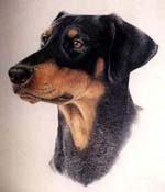 king Charles Spaniel