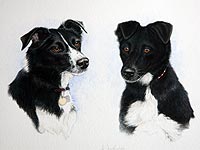 Portrait of Collie and Collie cross
