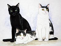 German short haired pointer pet portrait