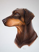 Doberman pointer