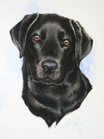 Staffordshire Terrier